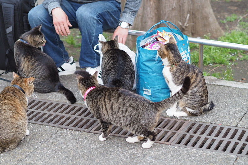 東池袋中央公園の猫。ご飯を待つキジ虎2号、3号、4号、茶キジ、キジブチ。