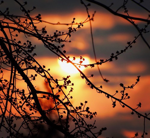 tree buds spring sunset