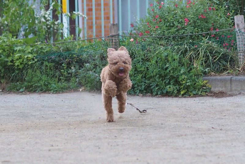 うちの小春さん。池袋公園で二足歩行T-REX走りな犬。