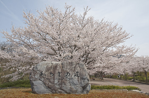 【写真】2014 桜 : 和らぎの道/2018-08-23/IMGP5967