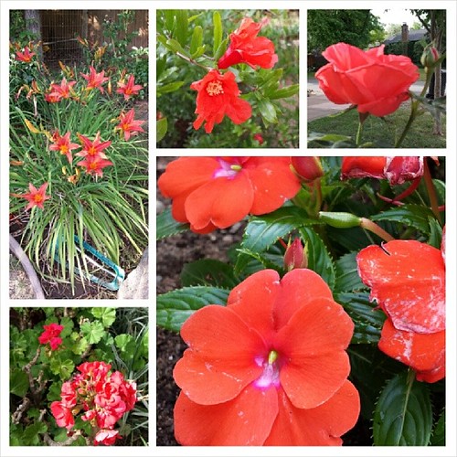 My red-orange obsession--all blooming now. #spring #gardening #flowers #red