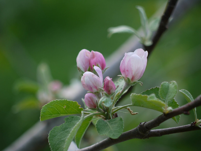 Antique apple tree blossoms