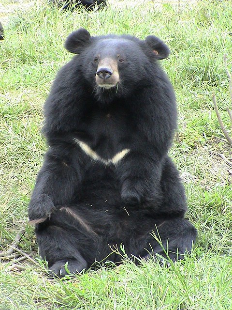 Could you volunteer to care for moon bears?