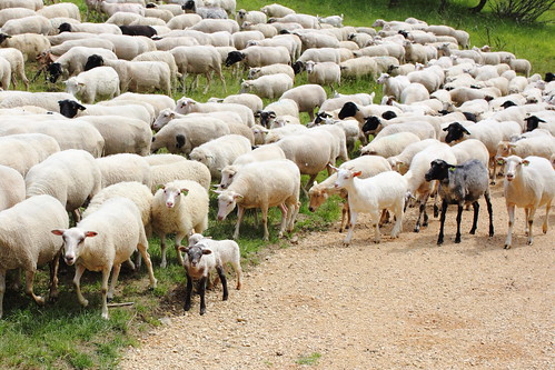 Herd of sheep with lambs