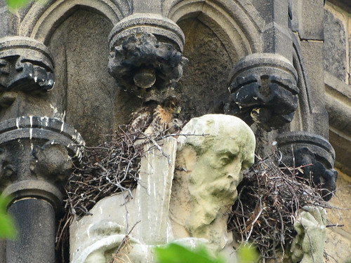 Cathedral Hawk Nest (0969)