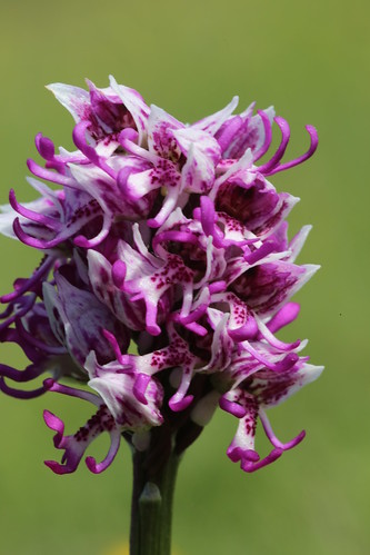 Monkey Orchid, Orchis simia