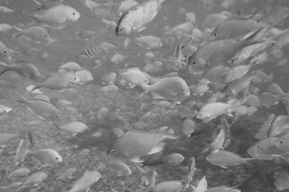 Boracay - fish galore