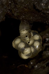 台灣山椒魚卵鞘。（圖片來源：林務局）