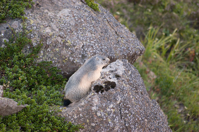 Marmotte sous le barrage des Gloriettes
