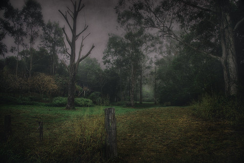 fog forest landscape bush brassall
