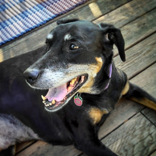 Lola says Good Morning IG! #dobermanmix #dogstagram #seniordog #instadog #happydog