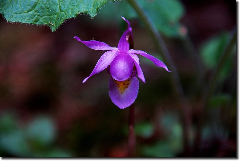 Calypso Orchid(Fairy Slipper) 2