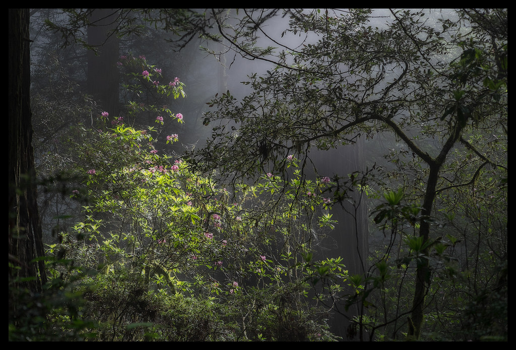 Redwood Light - Del Norte Coast Redwoods State Park - 2014