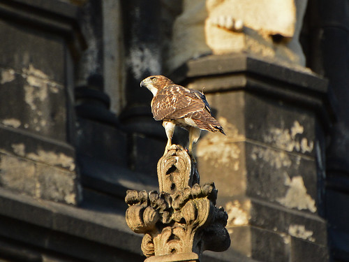 Cathedral Juvenile Hawk - 3718