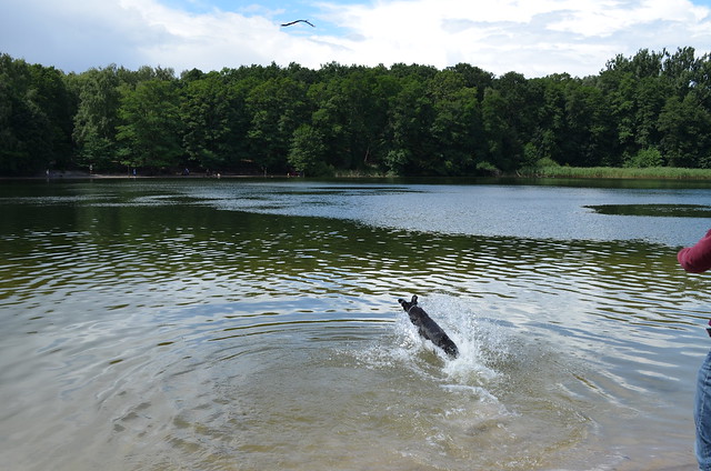 Grunewaldsee Berlin_ dog jumping into lake after stick