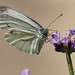 Schmetterling am Lavendel
