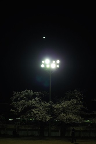 内野の夜桜 2014