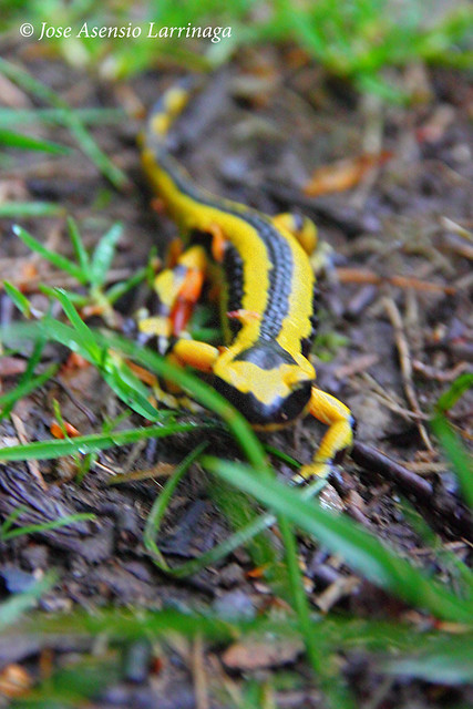 Caudata, Salamandra #DePaseoConLarri #Flickr 7969 copia