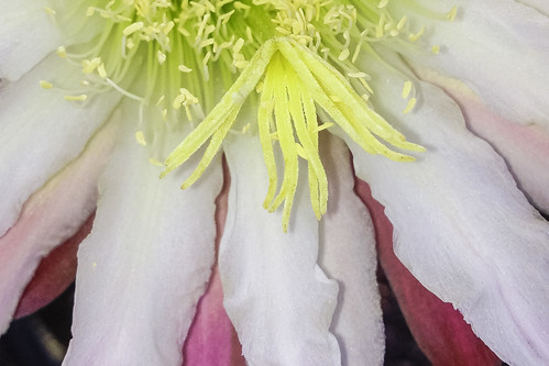 flowers arizona cactus usa phoenix bees blooms queenofthenight cereus whiteflowers cactusflower merrillstreet iphone4s april2014