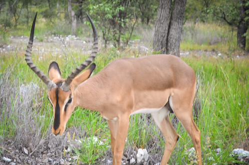 Black-faced impala, Etosha NP
