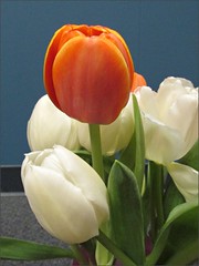 Mother's Day tulips