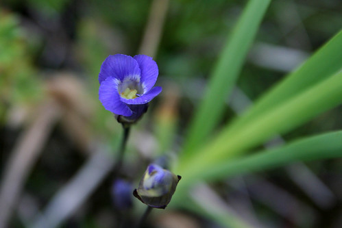 Raup’s fringed gentian