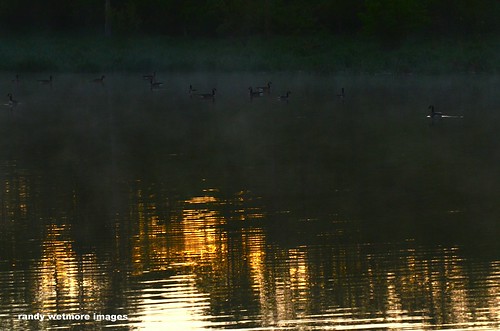 lake water fog sunrise geese nikon indianapolis indiana d7000