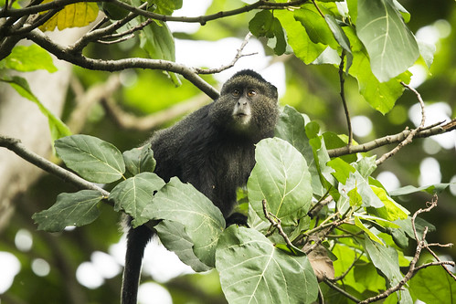africa monkey drc 2014 kivu virunga