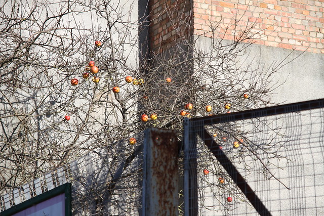 Apples and wall