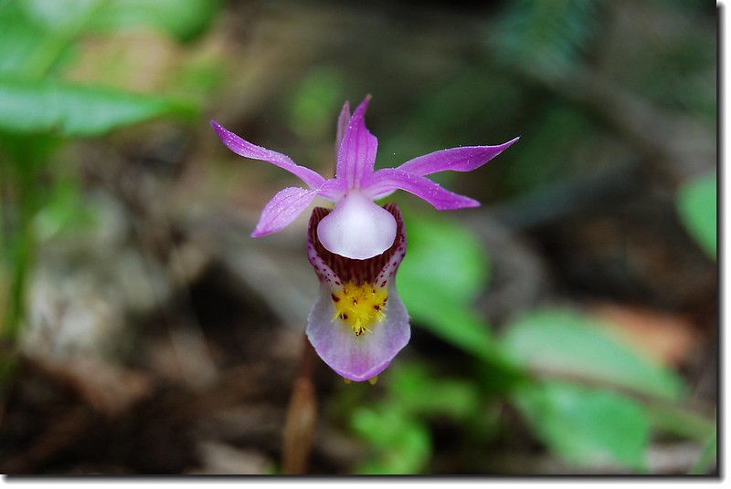 Calypso Orchid(Fairy Slipper) 5