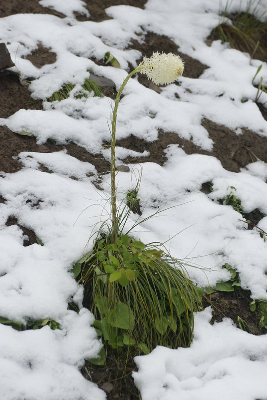 Beargrass in June snow