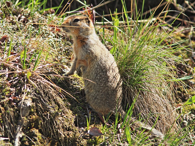 Arctic Ground Squirrel 20140622