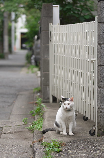 東京路地裏散歩 ネコ 雑司が谷・南池袋 2014年7月6日