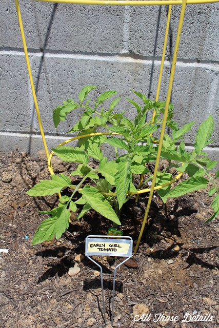 tomato plant washi label