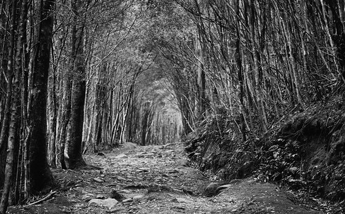 path track trail mtwellington kunanyi trees forest tasmania