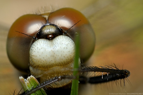 hairy macro dragonfly 1855mm snout reverselens odonata anisoptera hairyarms dragonflyface bugportrait insectface