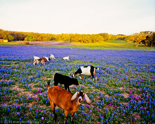 flower 120 mamiya film mediumformat texas goat bluebonnet wildflower livestock phlox filmscan texaswildflowers mamiya7ii sandylandbluebonnet