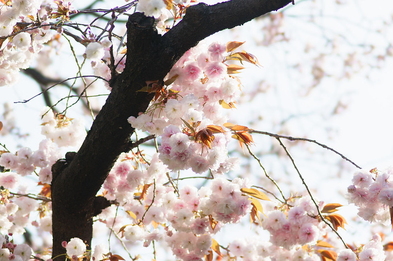 Double cherry blossoms