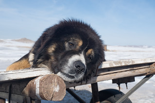 Dogs of Mongolia