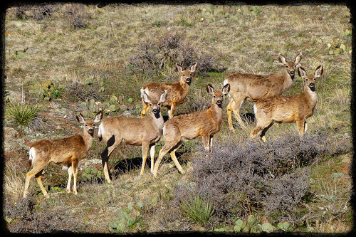 Deer at Hall Ranch