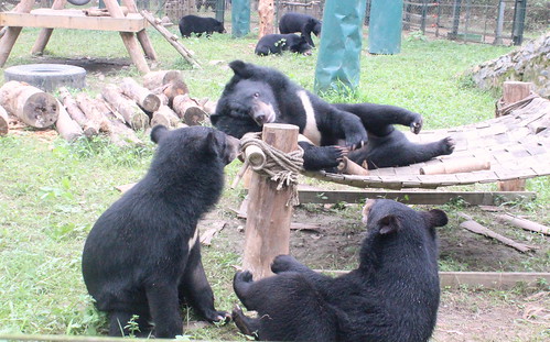 Juvenile moon bears playing together, VBRC 2014