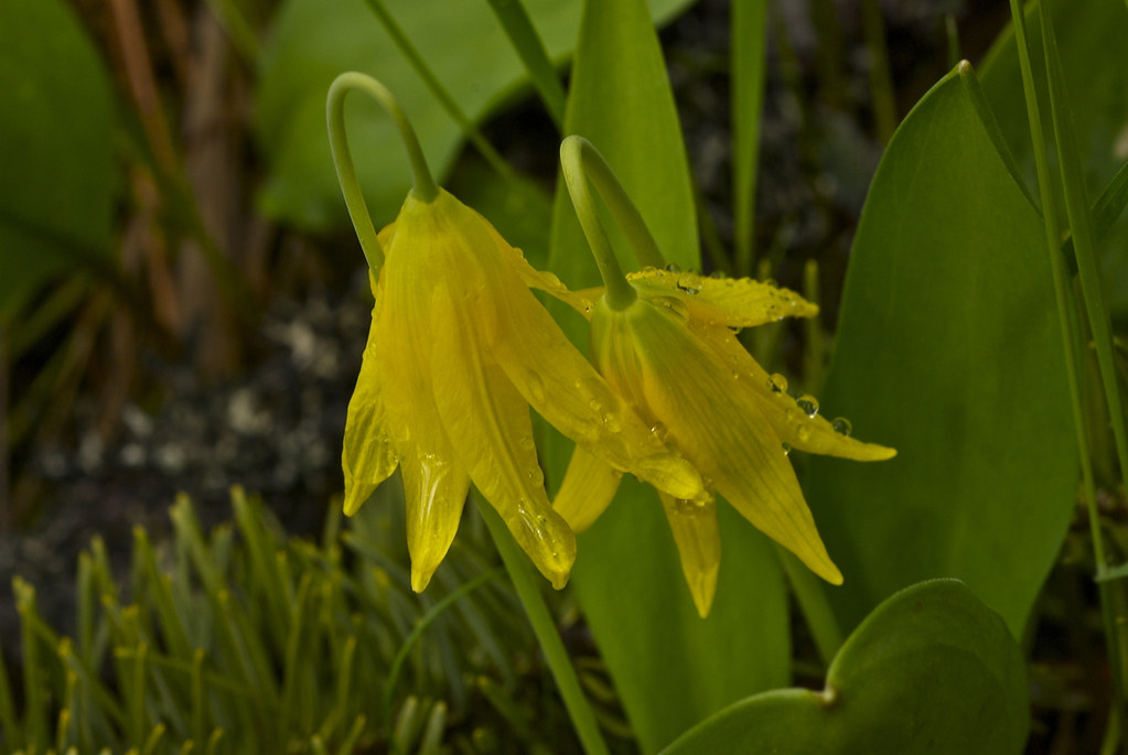 Glacier Lily, Yellow Glacier Lily, Yellow Avalanche Lily