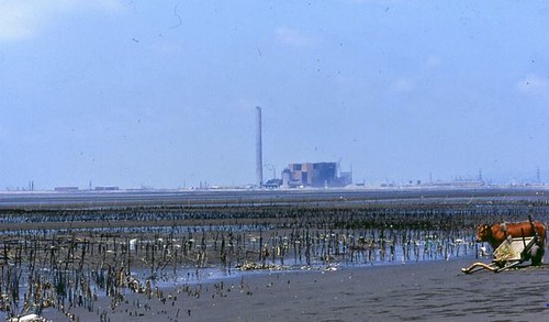 1989年部分落成的台中火力發電廠與彰濱蚵田的黃牛，今日它已是全球最大的燃煤火電廠。攝影：台灣水鳥研究群彰化海岸保育行動聯盟