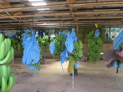 Bananas Arriving from the trees