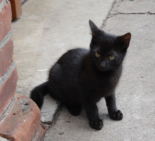little black cat