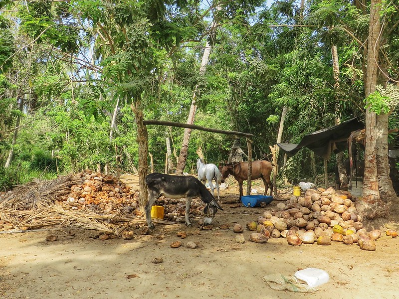 Horses feeding amongst piles of coconut shells in Parque Tayrona