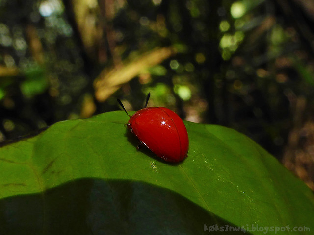 44 Bukit Serumbu Unidentified Red Beetle