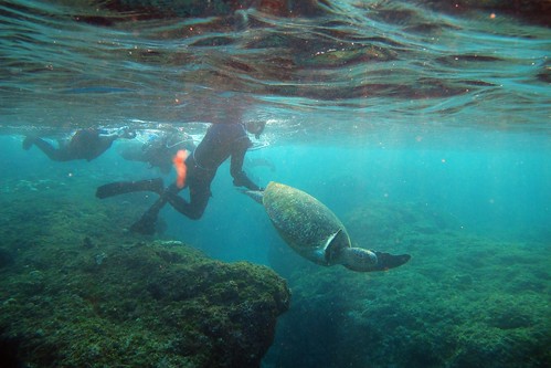 浮潛業者抓海龜尾巴。（圖片來源：海龍王愛地球）