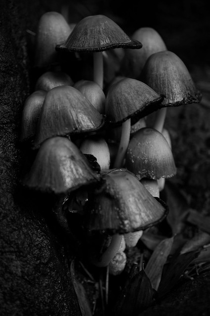 mushroom or toadstool