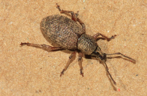 Clay Coloured Weevil 29186